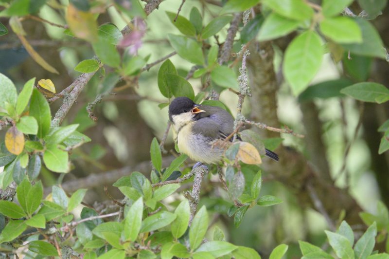 Mésange charbonnière juvénile